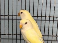 Bebek Oyun Hamuru Sevda Papağanı