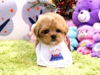 Kalitesi̇ Tartışılmaz Düzeydeki̇ Toy Poodle Bebekler