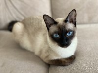 Yavru Siyam Kedileri