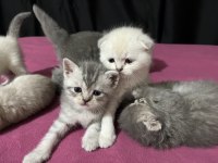 Scottish fold ve straight 2 aylık yavrular