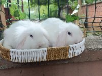 Hollanda Teddy Lop 2 Aylık Tavşan Yavrular