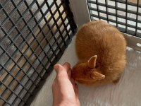 Orjinal Hollanda Cüce Tavşan