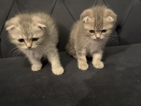 Safkan scottish fold yavrular ayı surat 2 aylık