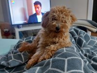 2,5 Yaşında Çok Tatlı Poodle