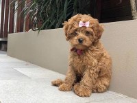 Toy Poodle Kore Kan Orjinal Yavrular