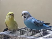 Kanarya Sarısı 11 Aylık Dişi Muhabbet Kuşu