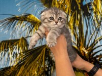 Irk Ve Sağlık Garantili Scottish Fold Bebekler