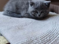 British Shorthair 60 Günlük