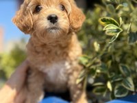 Orjinal Maltipoo Yavrular