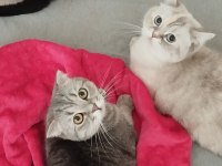 Yetiştirici Olmak İsteyenler İçin Bir Erkek British Bir Dişi Scottish Fold