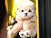 Toy poodle yavrularım