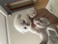 35 Günlük Kar Beyazı Scottish Fold Yavrularımız