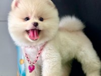 Safkan pomeranian boo yavrularımız