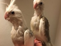 Full evcil a kalite üst düzey yavru erkek beyaz maskeli sultan papağanı