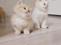 Her Kodda Disi Erkek Show Kalite Safkan