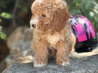 Ruhsatlı İşletmeden Toy Poodle