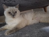 Blue Point British Shorthair