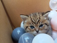 British Shorthair Yavru Kedisi