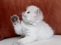 Harika Kalite Golden Point British Longhair Kedimiz