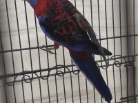 Bordo Mavi Özel Renk Dişi Rozella