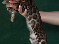 Elite Bengal Cat-Pure Beauty