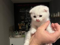 Böyle Scottish Fold Güzeli Daha Önce Görülmedi
