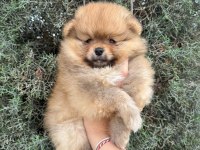 Pomeranian Boo Ayı Surat Yavrular