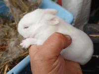 Cüce tavşan üreticiden