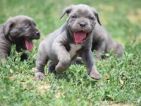 Blue renk cane corso yavrular