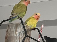 Sevda papağanı çift