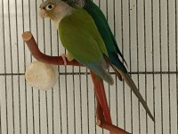 Dna Belgeli Konur Papağanı Takım 81 İle Gönderim Vardır