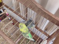 Dişi Japones Ve Erkek Klasik Muhabbet Kuşu