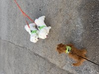 7 Aylık Poodle Acil