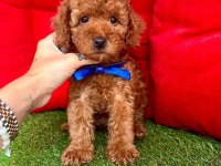 Safkan Toy Poodle Yavrular