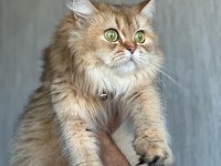 Golden British Longhair Kızımıza Kalıcı Yuva Arıyoruz
