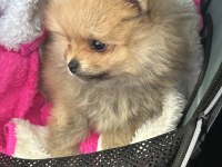 Kendi üretimim son 3 yavru 60 günlük pomeranian boo bebekler