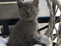 50 Günlük British Shorthair Yavrular