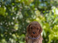 Safkan Toy Poodle Arayanlara Özel