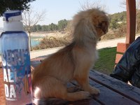 3 Aylık Dişi Pekinez