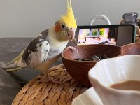 1 Yaşında Evcil Sultan Papağanı