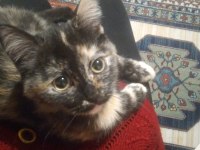 2.5 Aylık Güzellik Kedimiz Yuva Arıyor