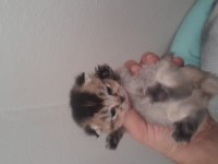 British yavrularımızı sahiplendiriyoruz