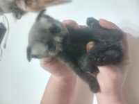 Sahiplendirilecek Kedimiz