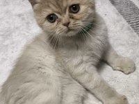 2 Buçuk Aylık Erkek Kedimiz Exotic Shorthair