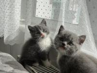 Yavru Kedilerimizi Sahiplendirme