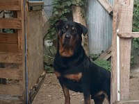 Dünya Güzeli Koca Kafa Rottweiler Yavruları