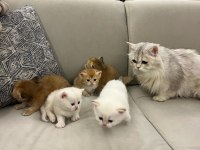 2 Aylık British Longhair Yavrular