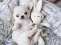 Mini Teacup Irkının En Ufak Chihuahua Bebekleri