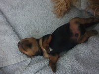 Yorkshire Teacup Bebekler