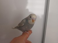 Ele Alışkın Uyguna Muhabbet Kuşlar